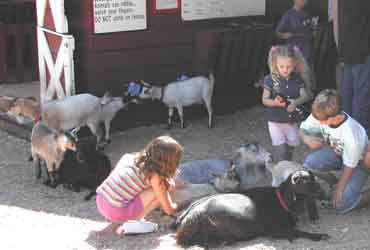 Kids and goats mix well
