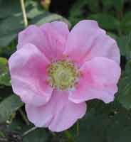 Nootka Rose blossom