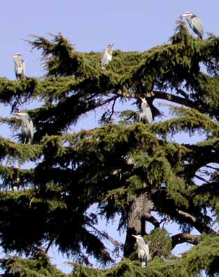 Herons at the meeting tree