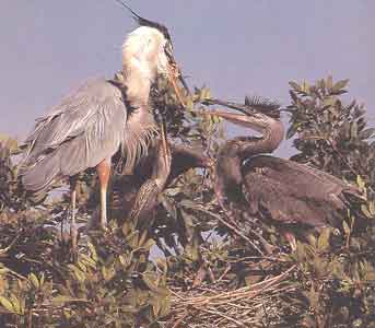 Adult feeding young heron