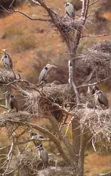 Heron nests close together on high trees