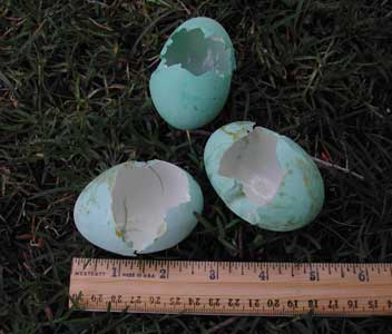Heron eggshells