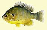 Pumpkinseed fish in Goodacre Lake