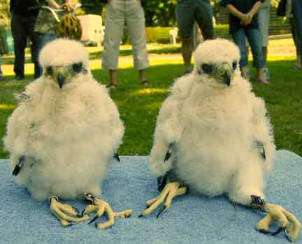 Cooper's hawk chicks