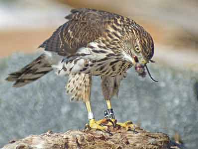 Young Cooper's hawk at Clover Point