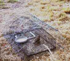 Bal-chatri hawk trap