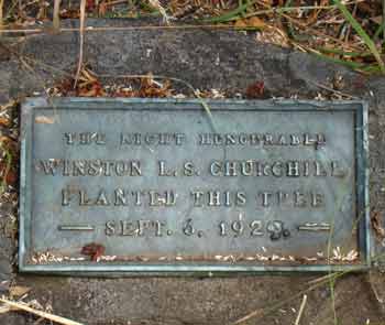 Old Churchill tree plaque