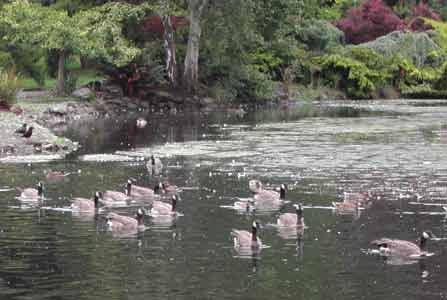 Canada Geese in Goodacre Lake