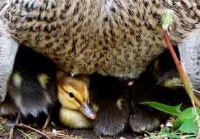 Baby duck under its mother