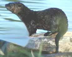 River Otter occasionally visits Goodacre Lake