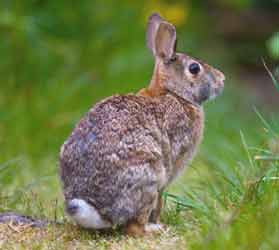 Cottontail spotted in 2008