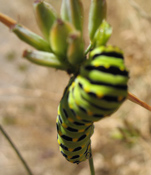 Swallowtail caterpillar closeup