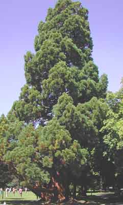 The much-admired Sequoia tree