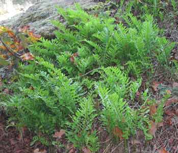Licorice ferns on the Northwest Ridge