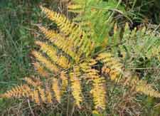 Bracken fern in fall colour