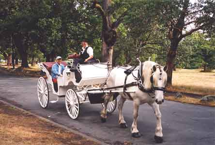 White horse drawn Cinderella carriage