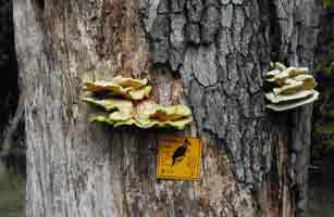 Fungi growth on dead tree