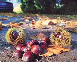 Prolific year for horsechestnuts