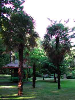 Palm trees in Beacon Hill Park