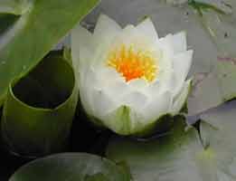 Closeup view of water lily blossom