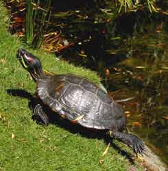 Turtle on the shore of Goodacre Lake