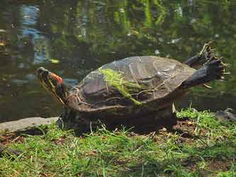 Sunbathing turtle on the edge of Goodacre Lake