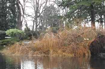 Willow flattened by December storm