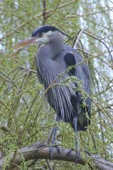 Heron on a branch in the Goodacre Lake colony