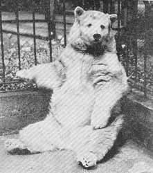 Kermodei bear in later years